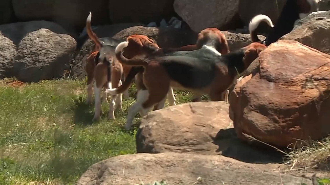 135 beagles released from Wisconsin breeding farm into rescues