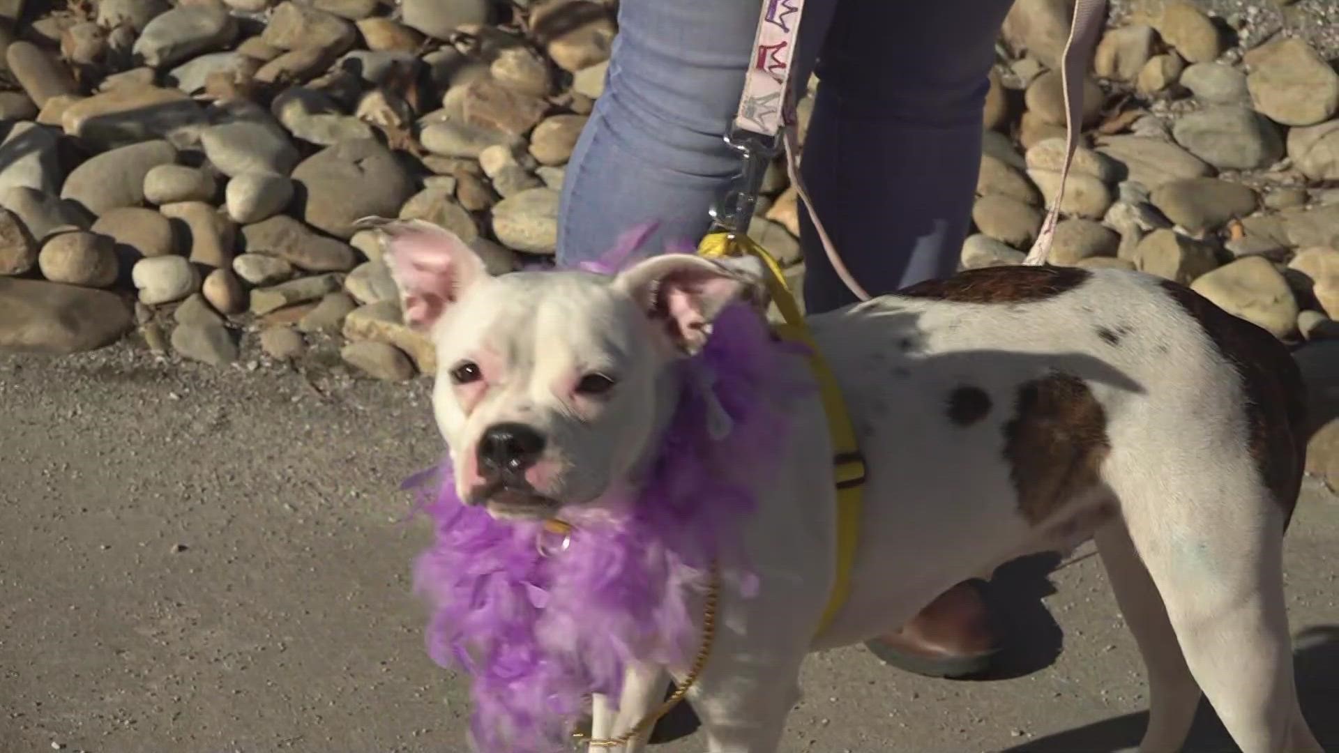 Young-Williams Animal Center speaks ahead of the 16th Mardi Growl event