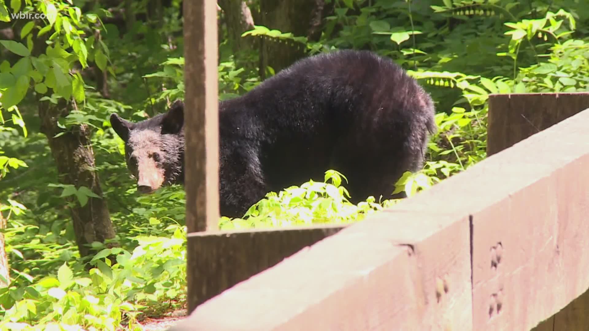 The worst thing you could possibly do' | Rangers issue citation for  visitors that fed a bear peanut butter in Cades Cove 