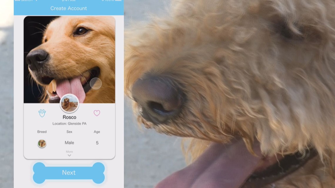 'DigDog' Dating and photo app for dogs is launching in Knoxville