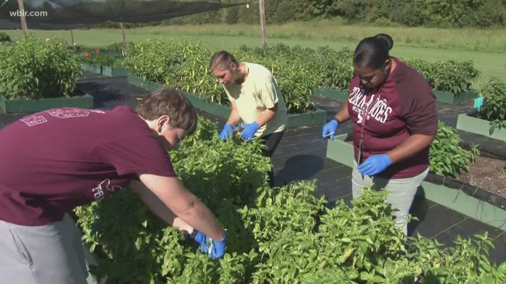 We rarely think about the people involved getting us the food.  But it takes all kinds of people to put food on our tables, including Special Growers in Blount County.