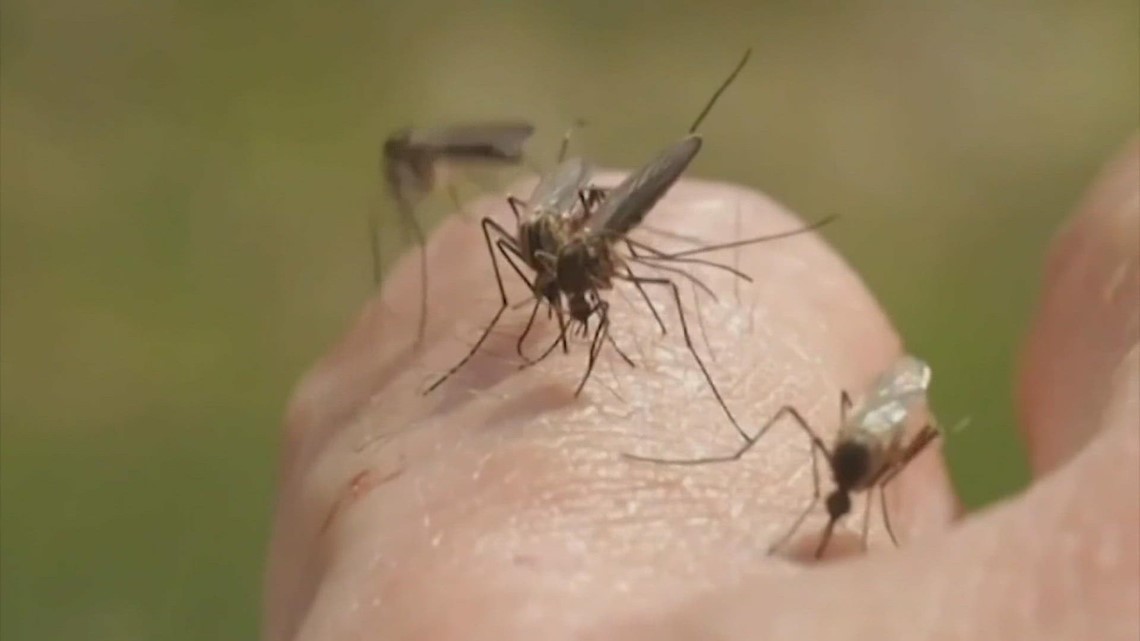 Heavy rain can lead to increase in mosquito populations