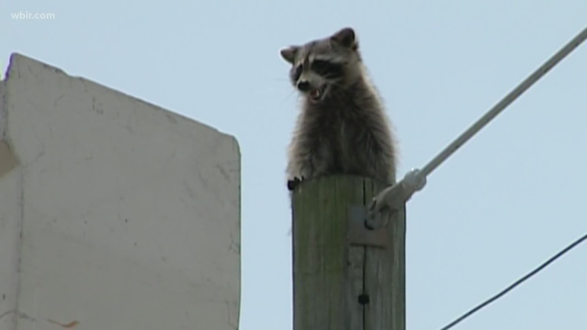 Knoxville Animal Control officers say they are picking up a record number of raccoons in the city, many of which are sick with distemper.