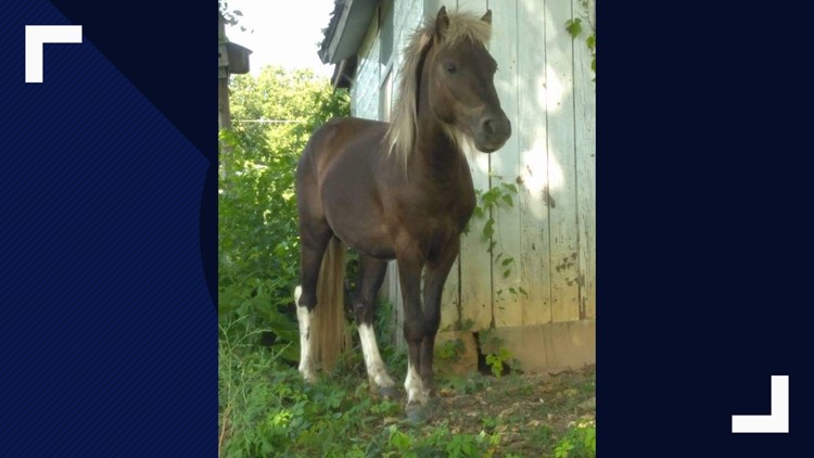 Red Rover The Mini Horse Missing From Loudon County Foster Home