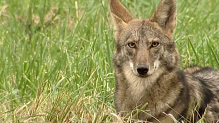 Coyote 2001 East Tennessee Migration