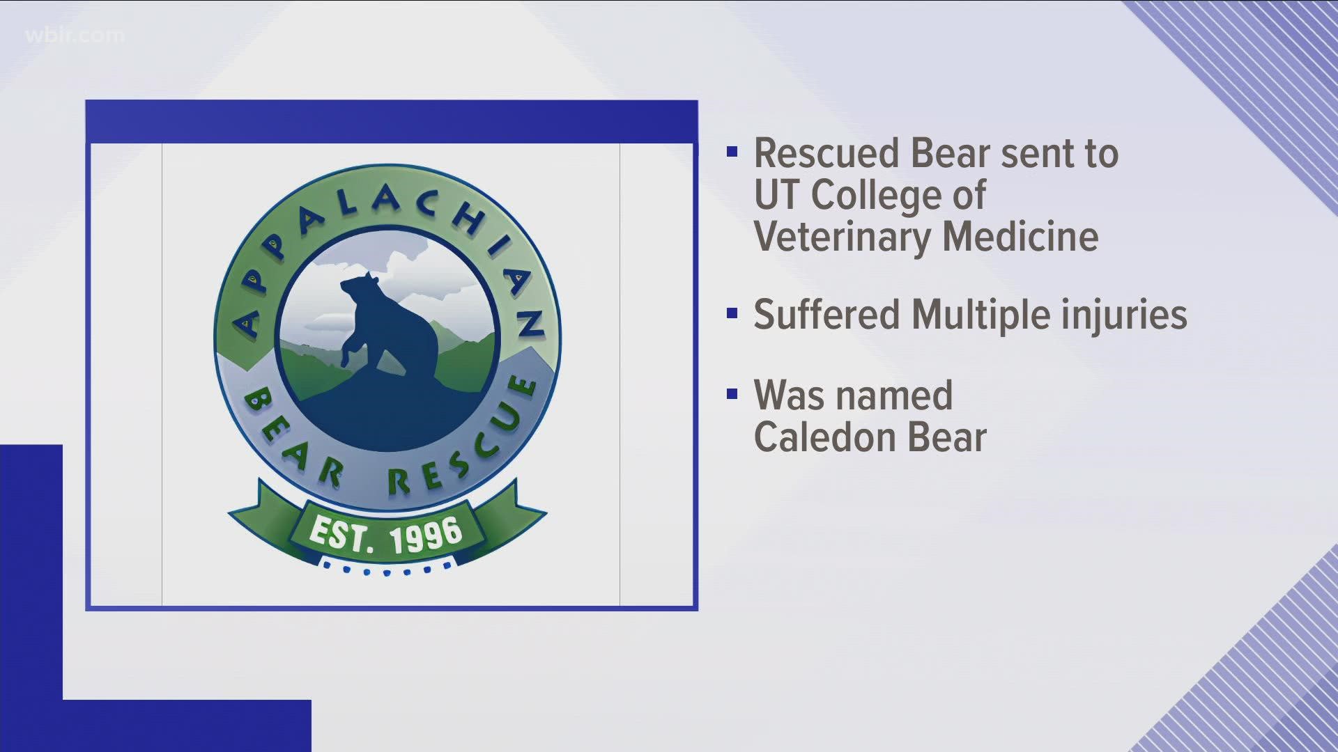 Appalachian Bear Rescue said the injuries of the bear were consistent with a car accident.