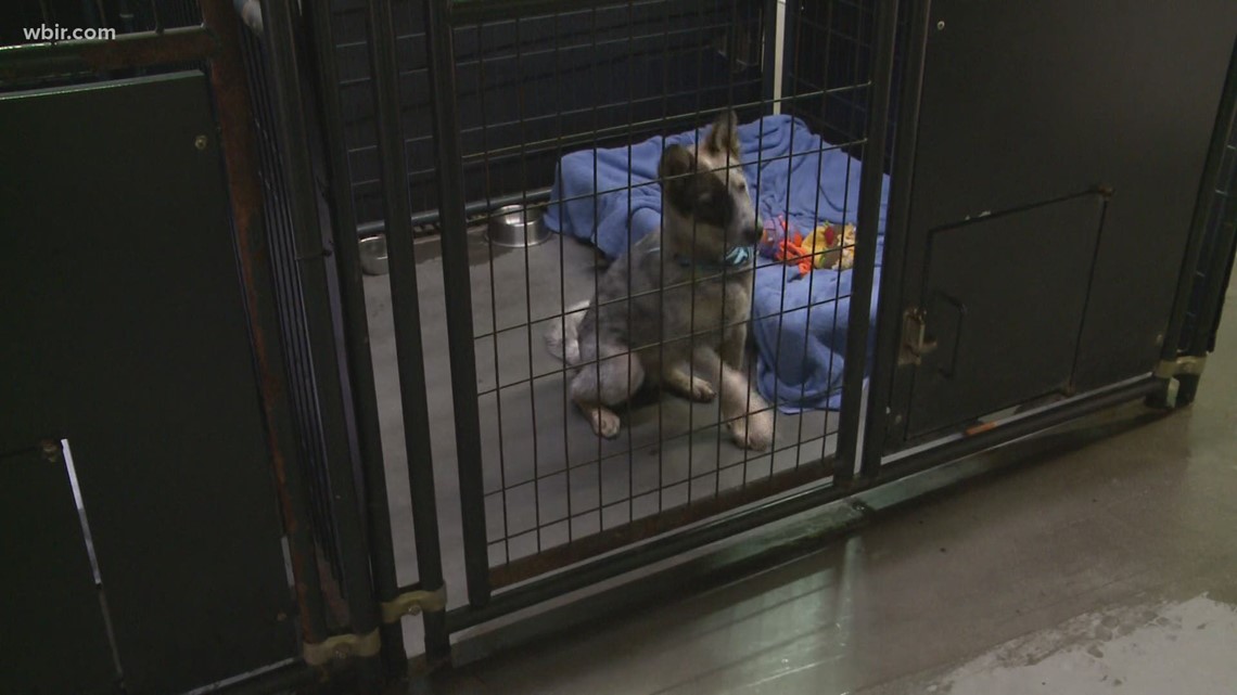 'We haven't been able to catch a break' Some East TN animal shelters