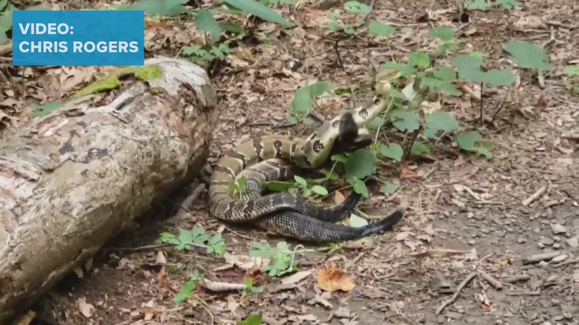 Two rattlesnakes were seen at Frozen Head State Park along Judge Branch Trail recently. (Video: Chris Rogers)
