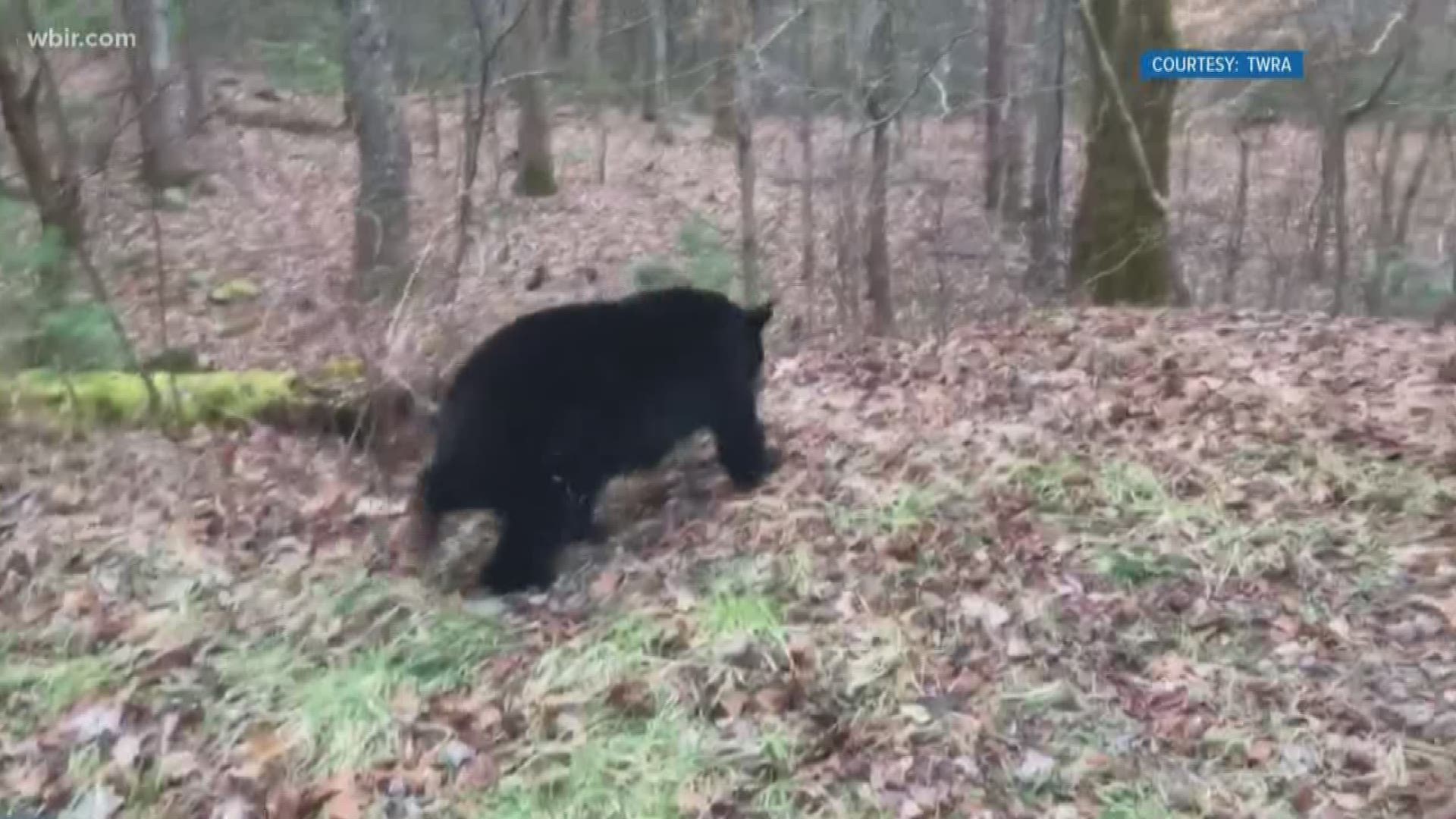 Wildlife officers and UT Police were able to safely and quickly tranquilize the bear.