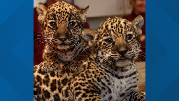 Photos: Tiger Cubs Gender Reveal Day at Memphis Zoo