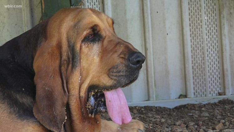 Bloodhound sanctuary asking for dog food donations