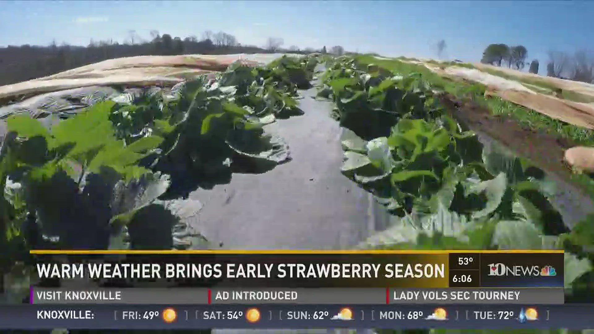 March 2, 2017: Recent warm weather is bringing an early start to the strawberry growing season statewide. But below-freezing temperatures are coming, which could be disastrous for those early berries.