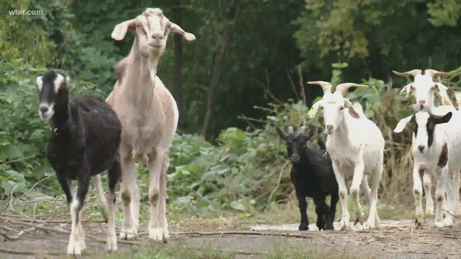 More goats are expected to enter campus on Friday, clearing kudzu ahead of the college's homecoming.