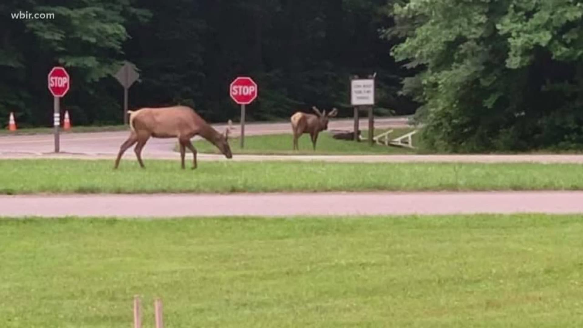 Park biologists are working to keep the elk the road.