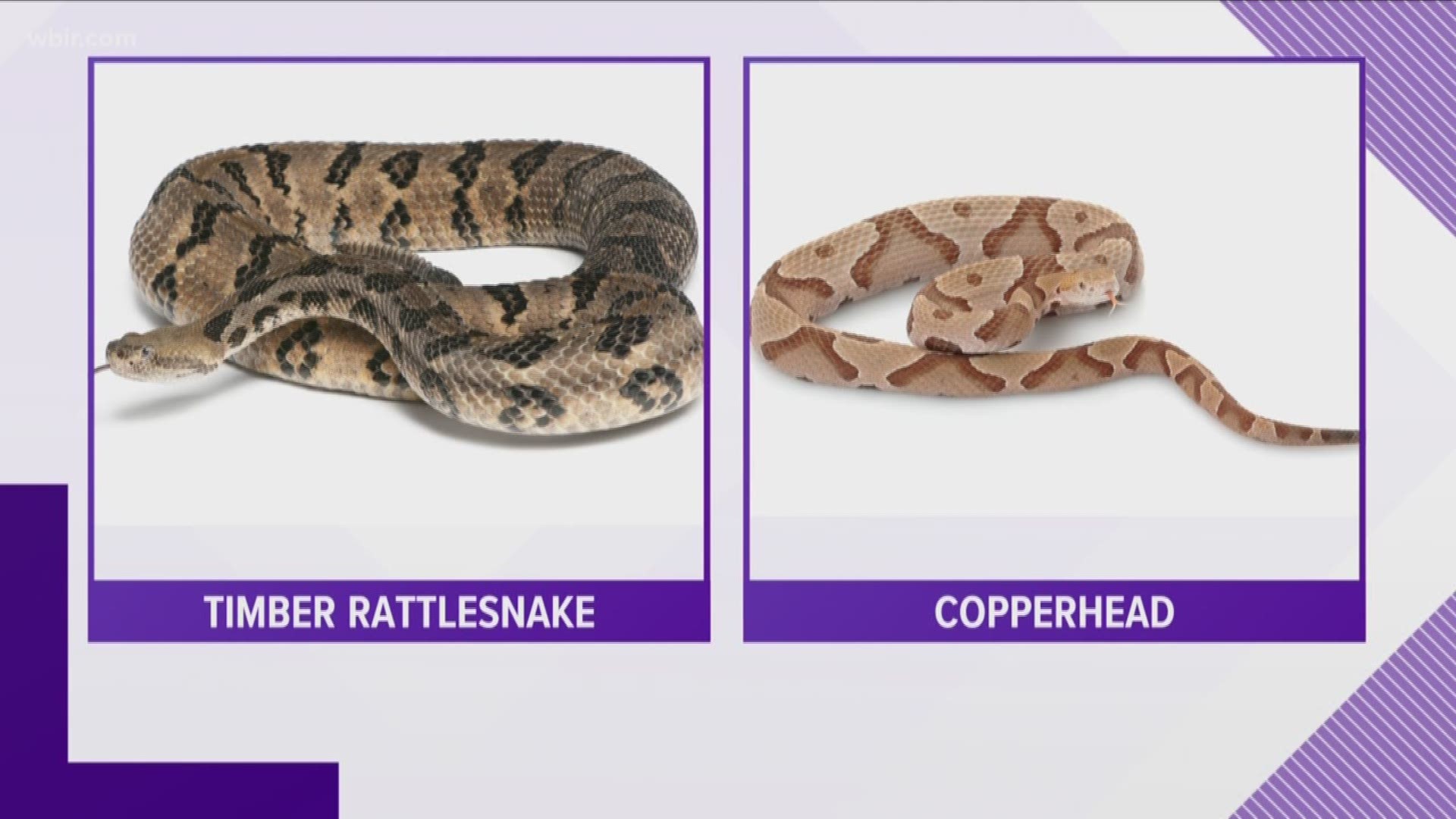 Does A Copperhead Snake Have A Rattle Snake Poin