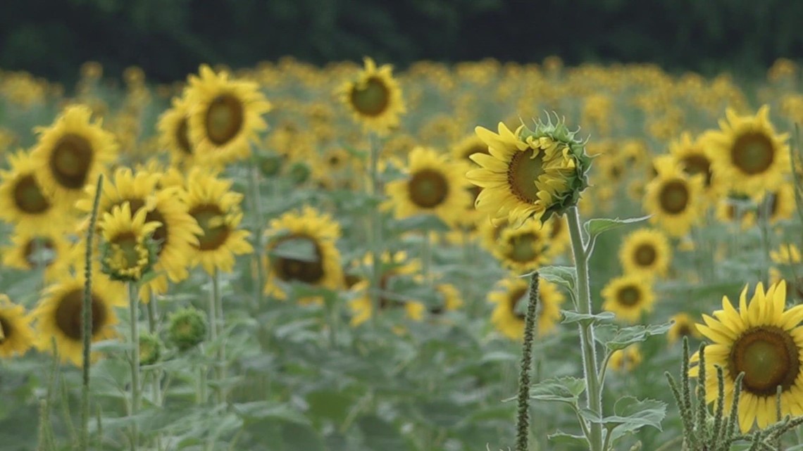 Fields of Gold: Knoxville Sunflower Celebration returns to Forks of the River