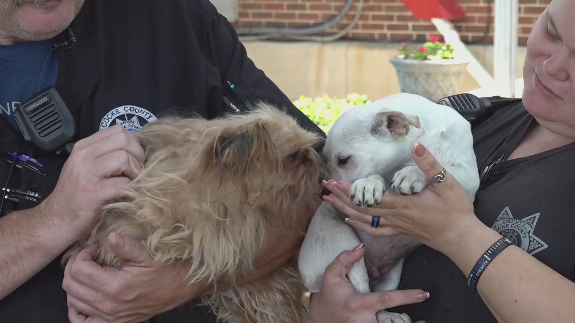 Since January, Cocke County Animal Control Services said they’ve rescued more than a couple of dozen dogs.