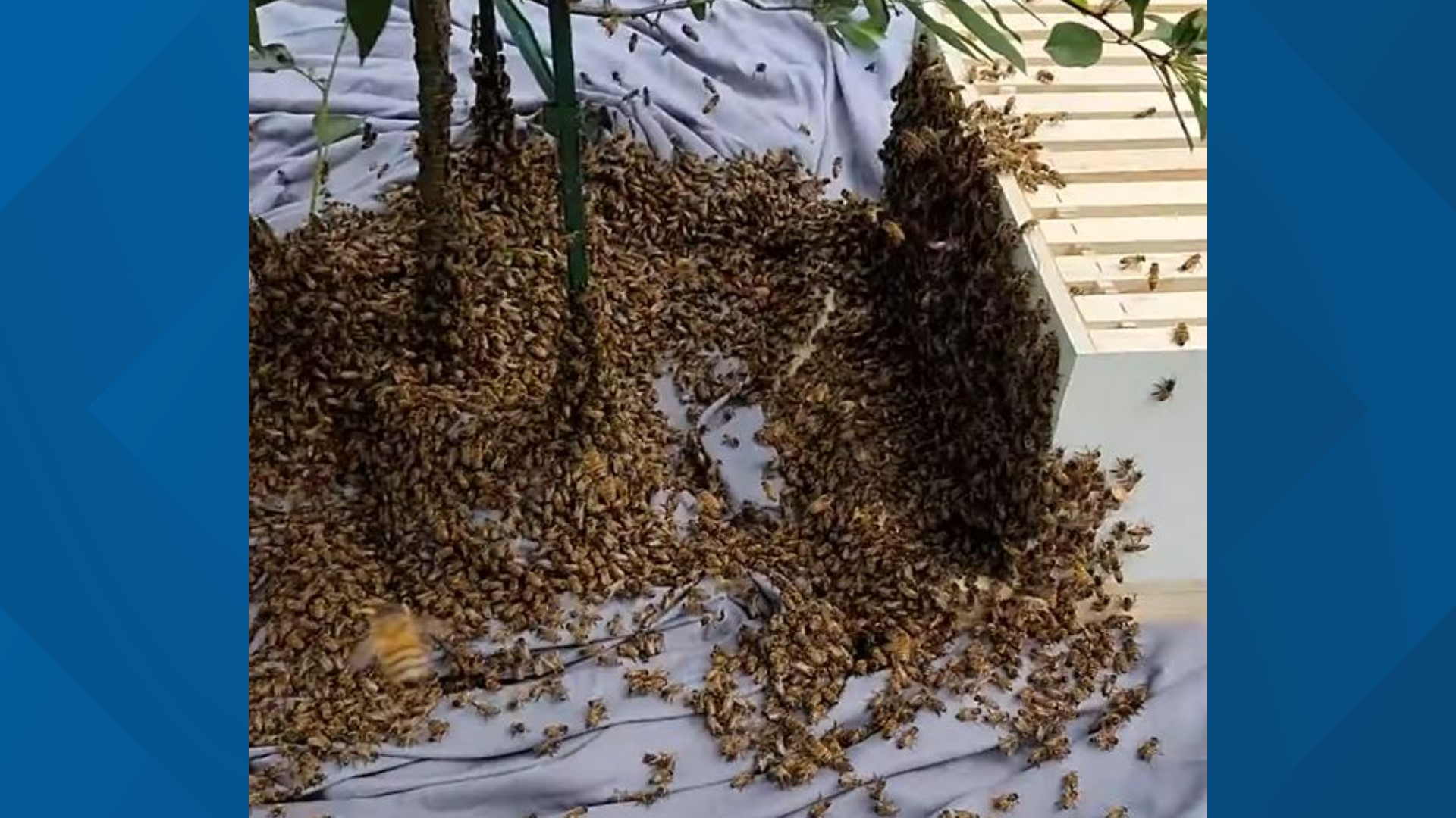 What started as one hive has now grown to two! Joshua Whitney decided to pick up beekeeping during the pandemic, and it has paid off sweet dividends.