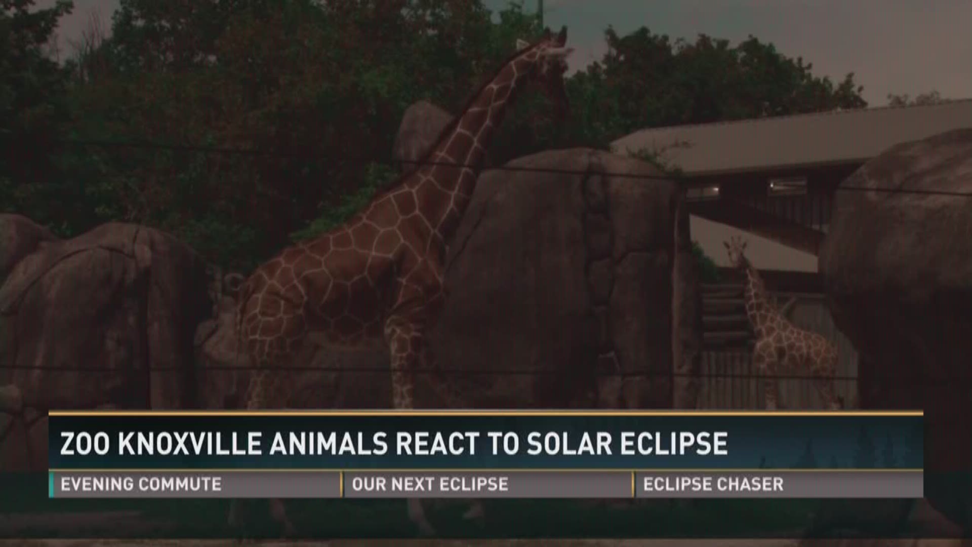 Aug. 21, 2017: Visitors to Zoo Knoxville saw how the animals reacted to the total solar eclipse.
