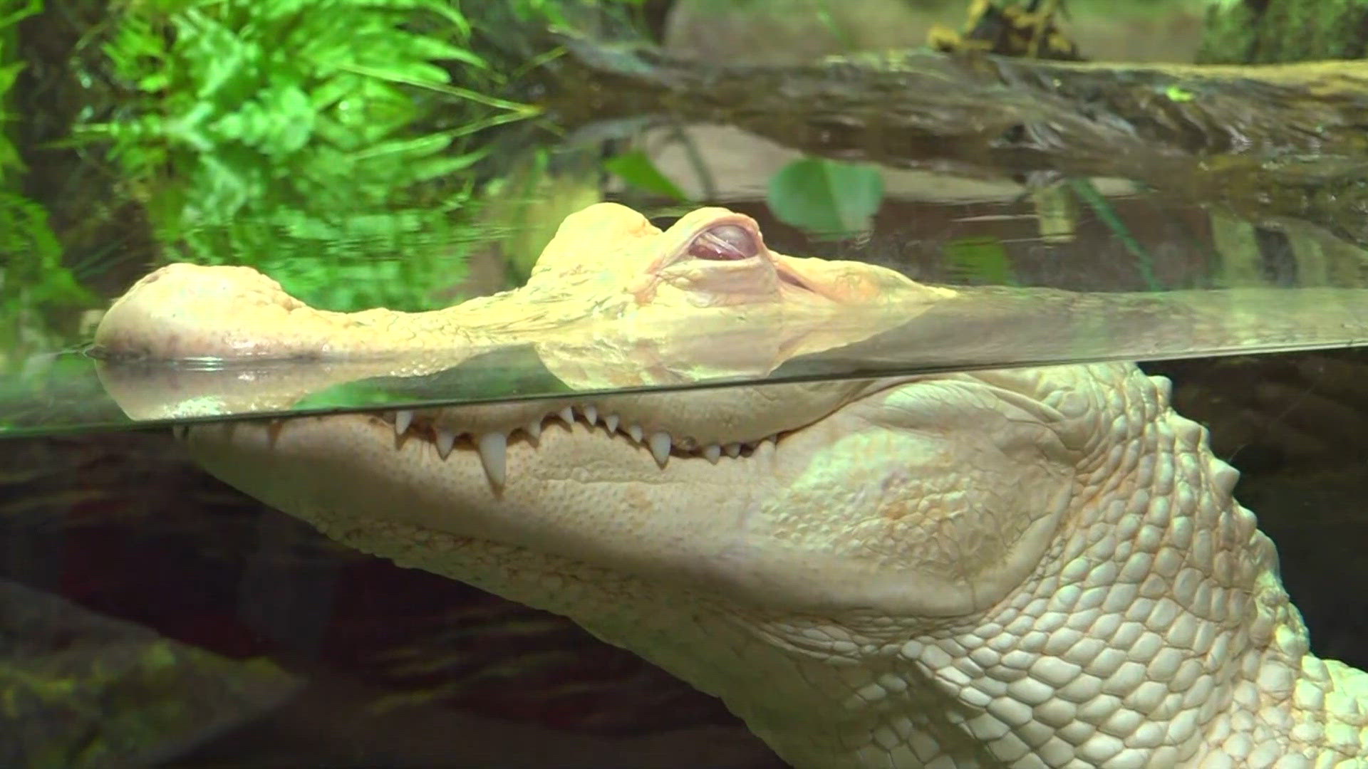 Knoxville Zoo's new albino alligator Elsa gets into the Boo at the