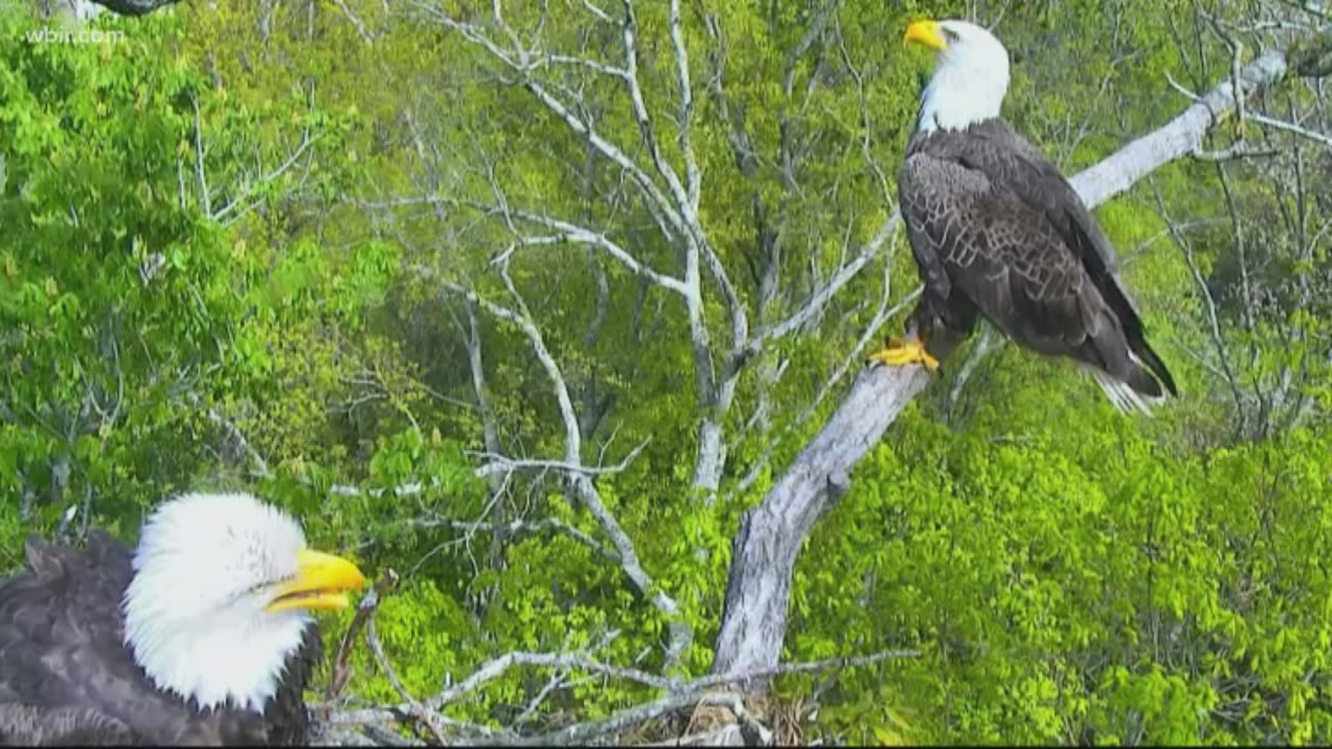 Two bald eagles rehabilitated and released years apart  manage to find each other in the wild. May 9, 2018-4pm