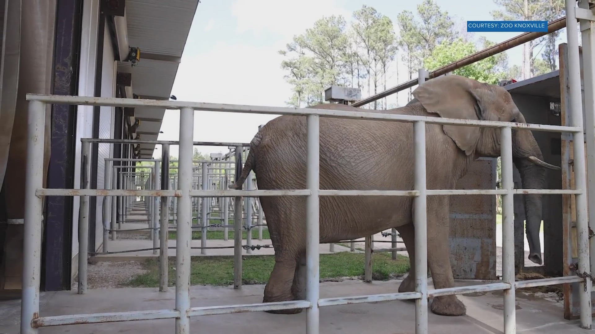 Officials at the Elephant Sanctuary in Hohenwald say they had to euthanize "Jana." She was a 43-year-old African Elephant.