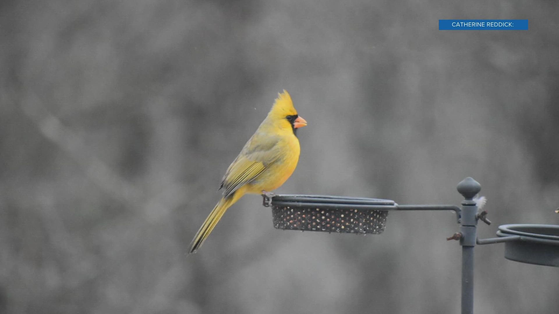 The one-in-a-million sighting actually happens pretty regularly at one Harriman family's backyard birdfeeder!