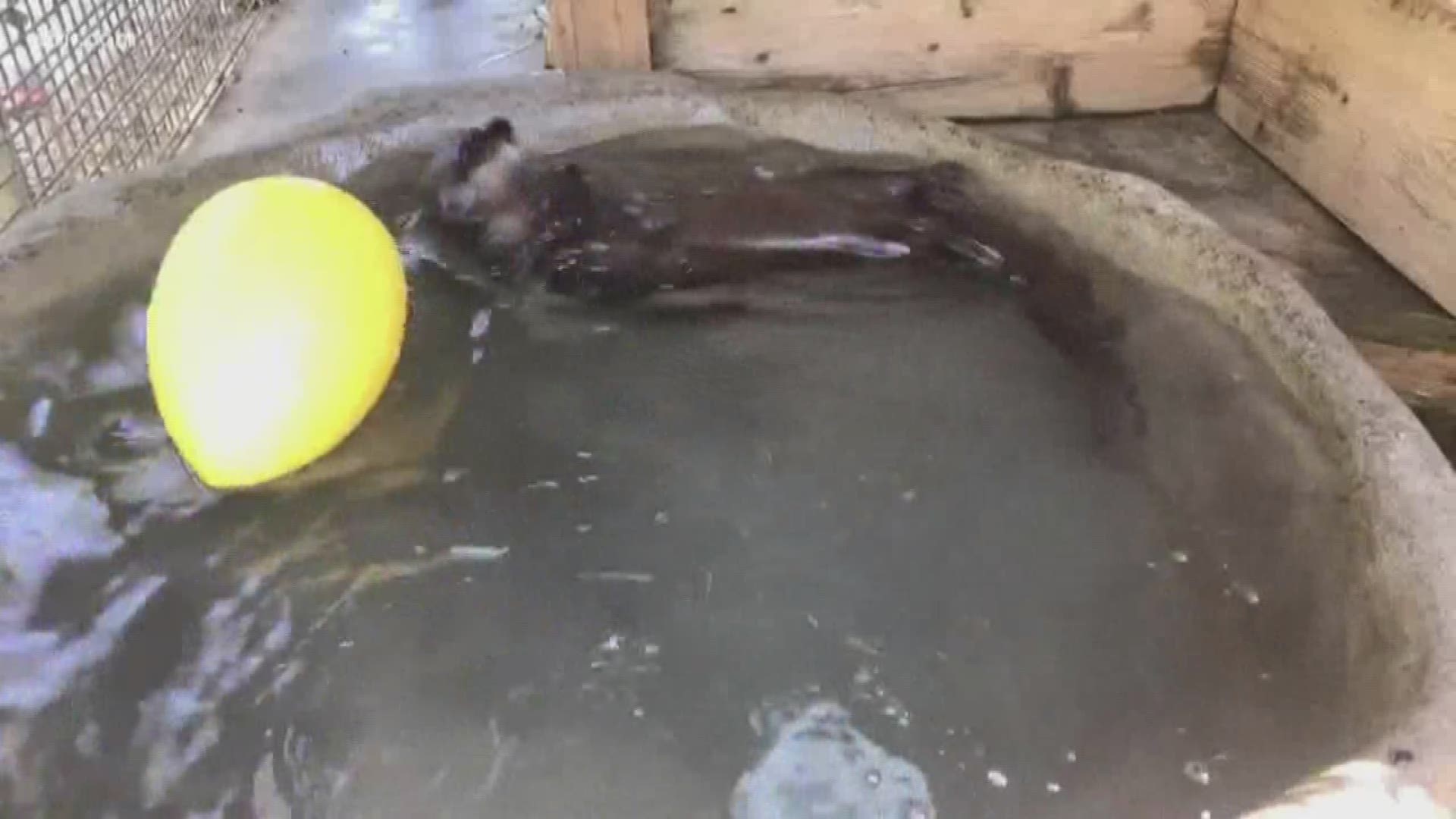 Zoo Knoxville continues their educational videos, "Bringing the zoo to you". Today they cover the care for their river otters, zooknoxville.org. March 27, 2020-4pm.