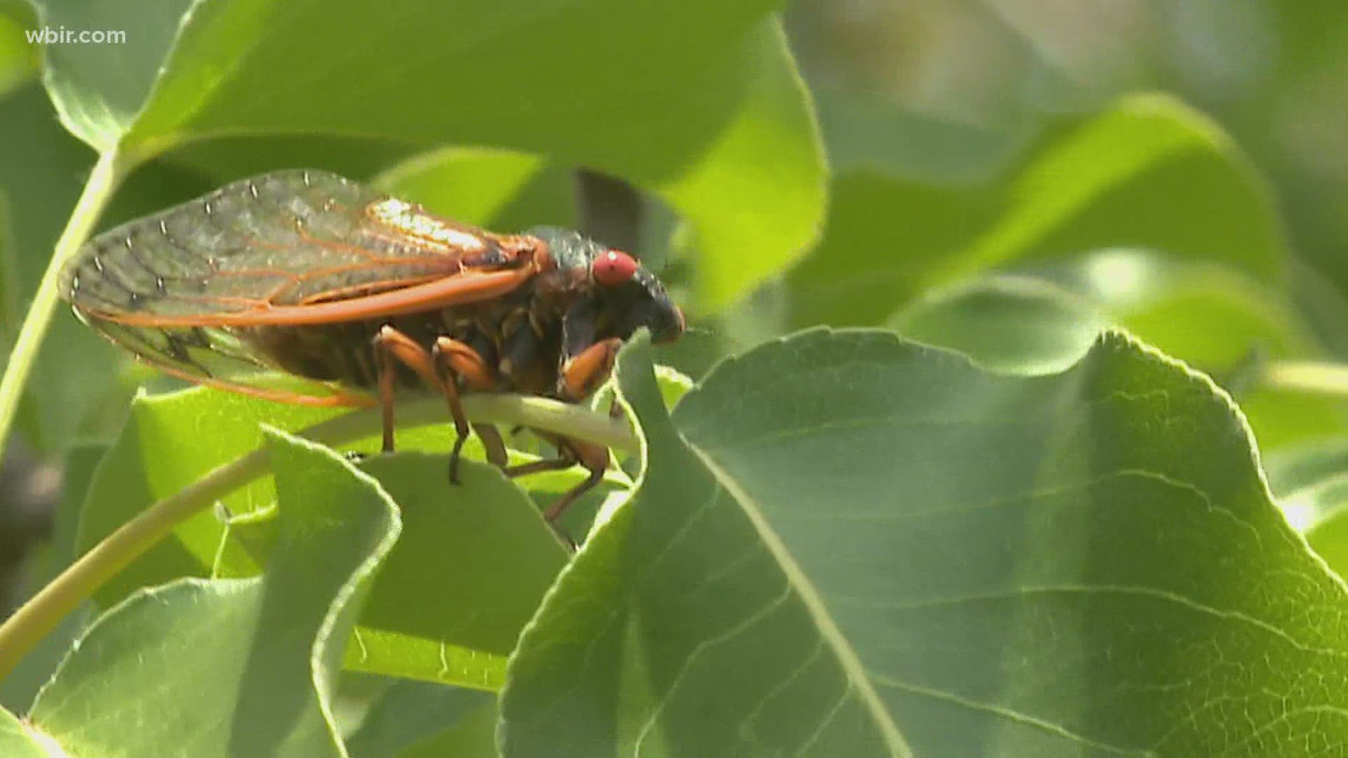 These cicadas will be in almost every Tennessee county.  But how do you know if they'll  invade your neighborhood?