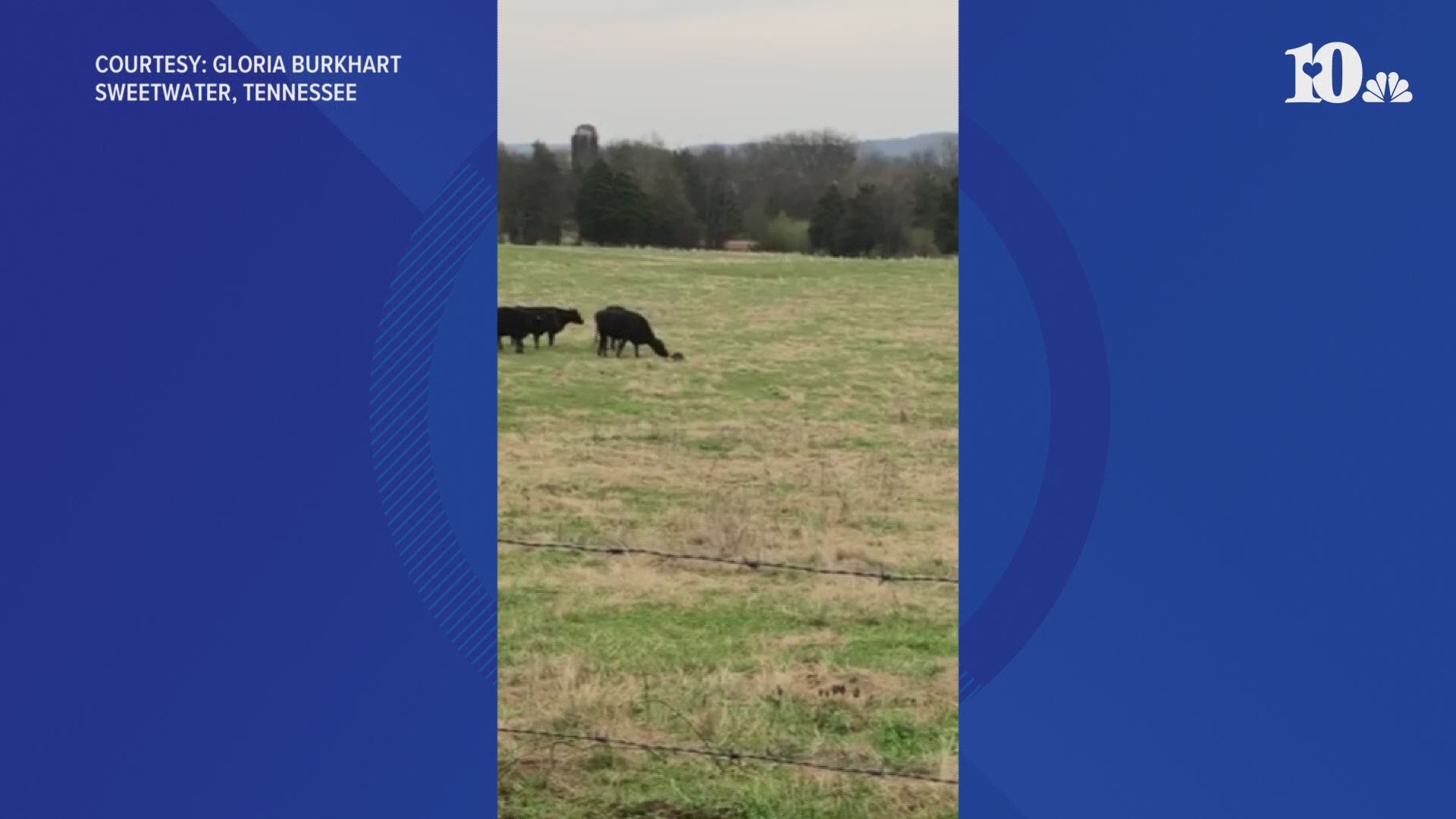 Gloria Burkhart saw what she thought was a new baby calf in her cow field. But then, it got up and started running.