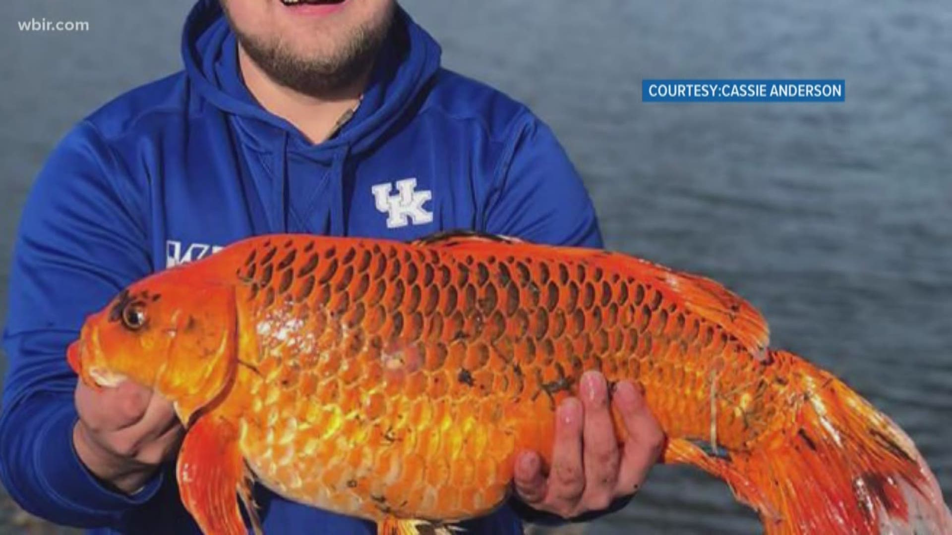 Hunter Anderson caught what he said was a 20-pound goldfish at a private pond in Danville this week. He used a biscuit for bait and released the big guy back into the water.