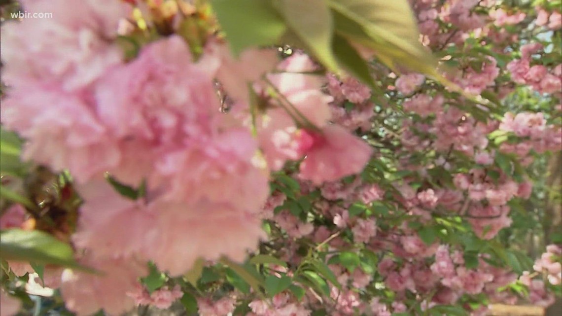 Knoxville doctor treatment for Spring allergies