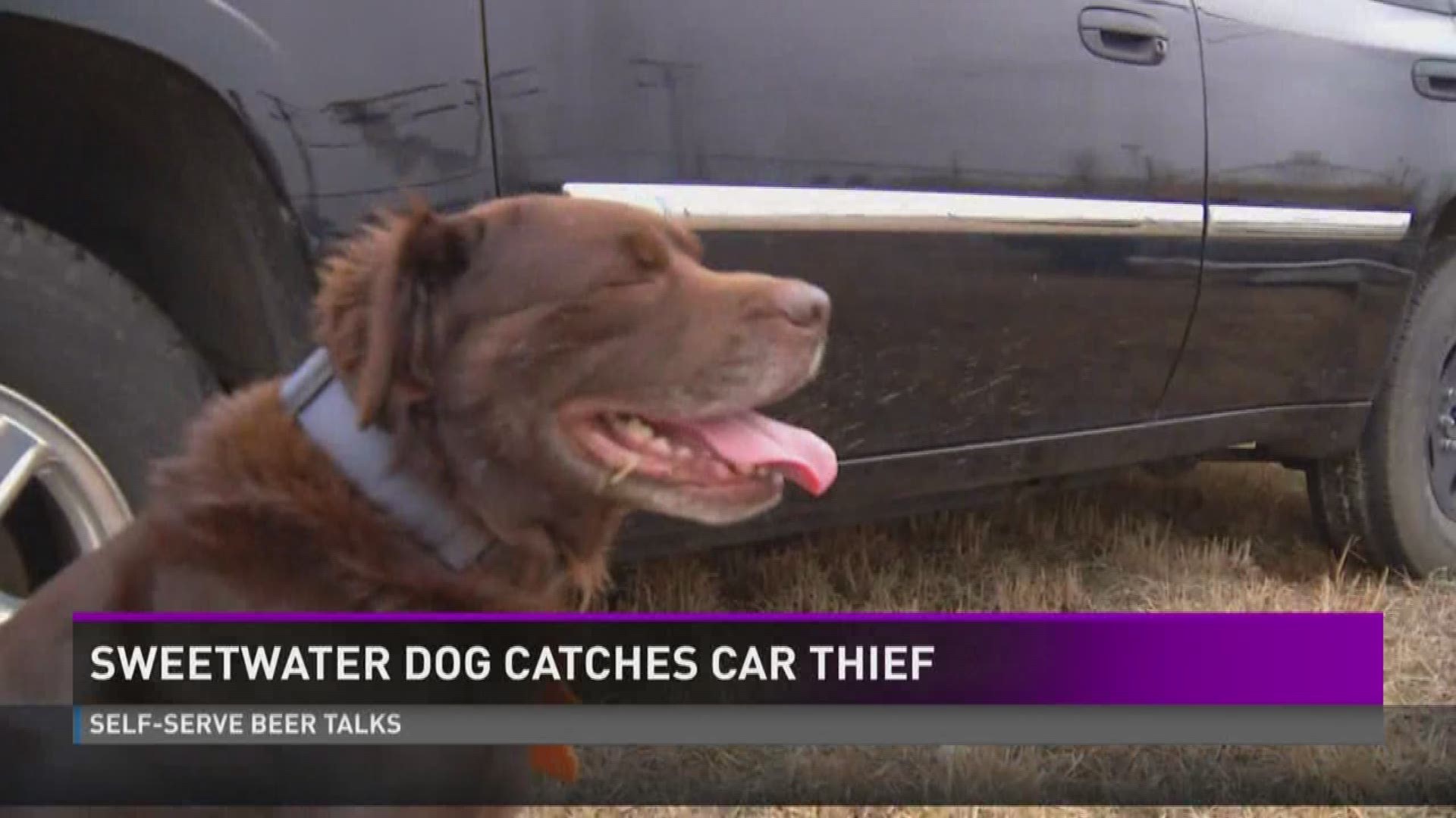 Junkyard dog catches Sweetwater car thief