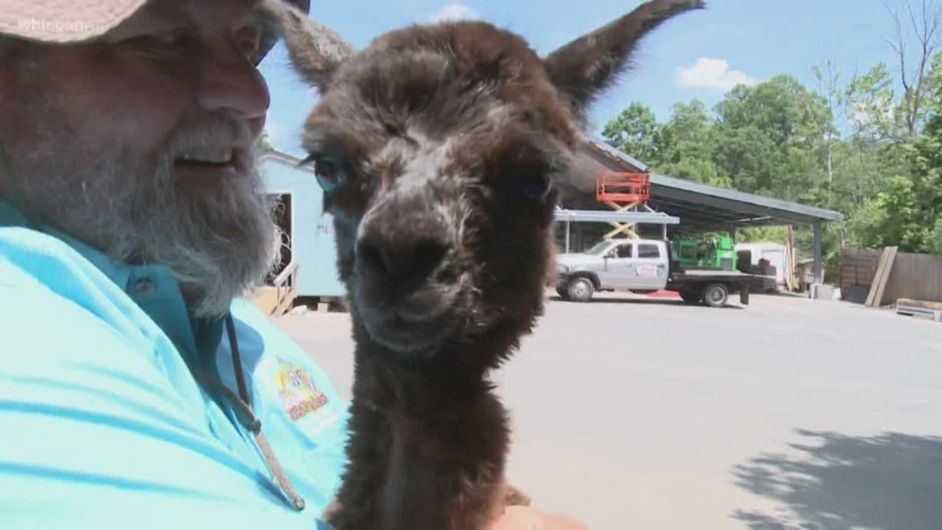 Maybelle the Alpaca had a rough start but is now thriving thanks to love and support from a local Veterinarian and Little Ponderosa Zoo in Clinton.May 24, 2018-4pm