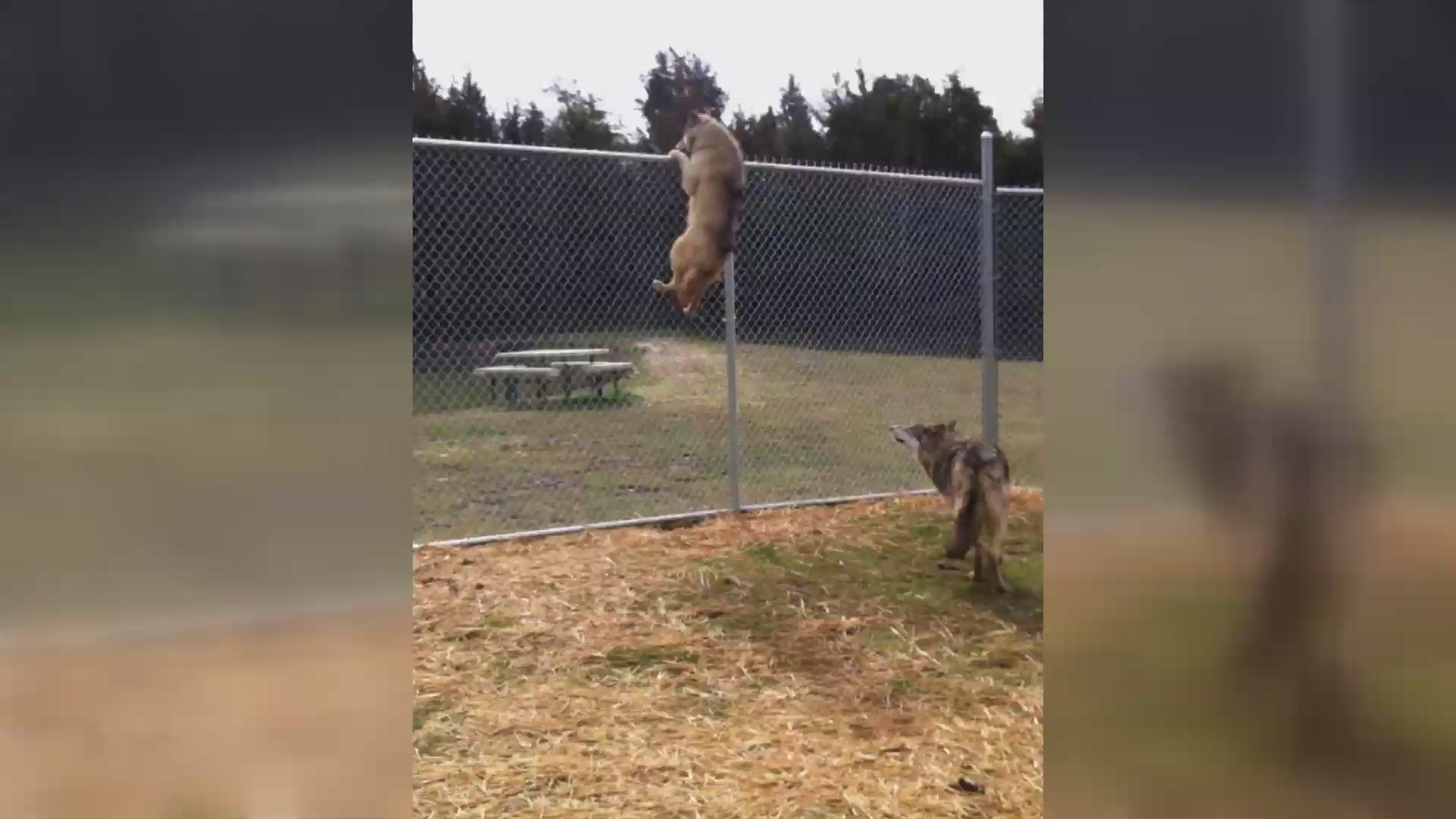 Oh &*%!: Leia the wolf-dog scales an 8 foot fence
