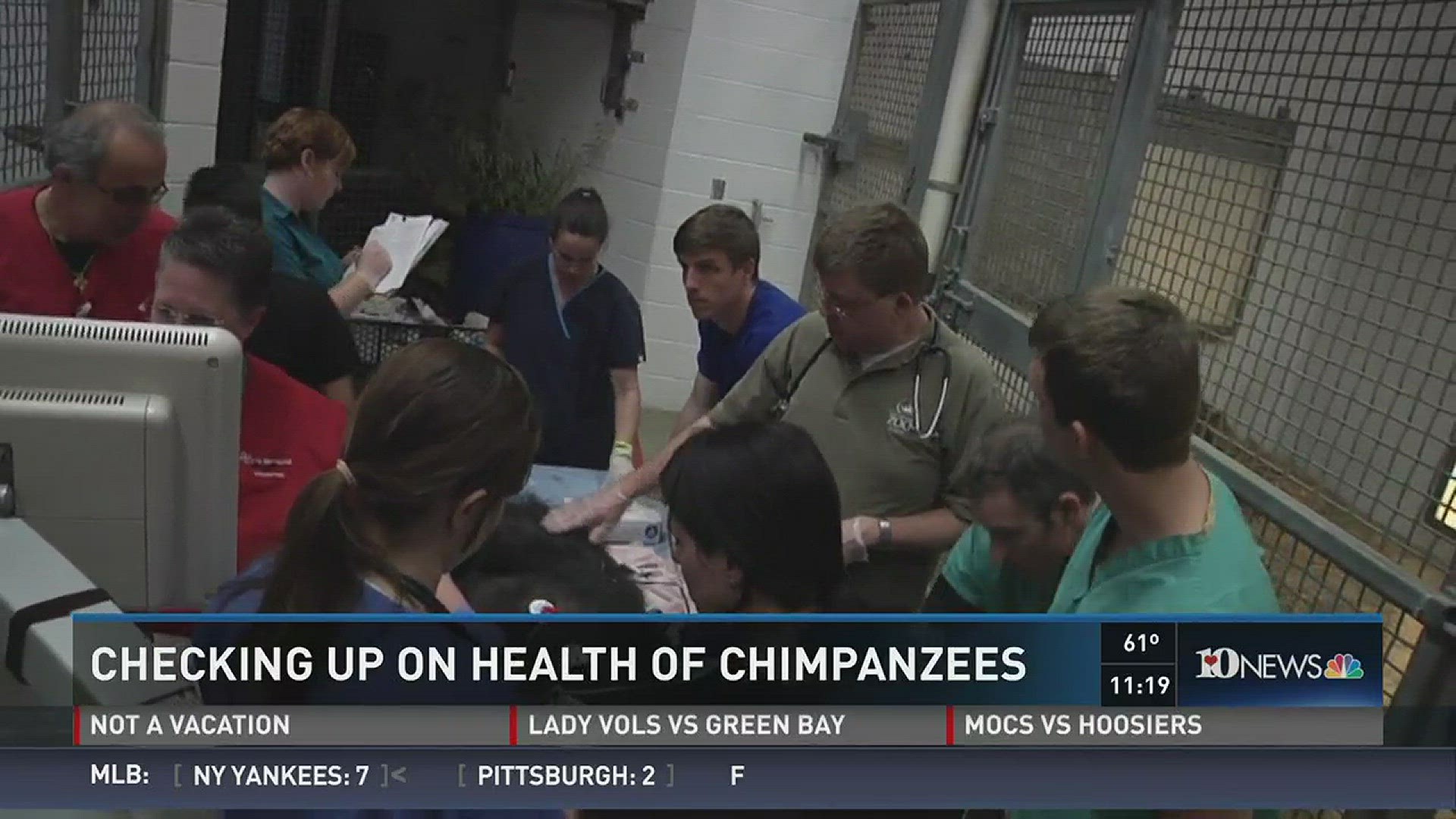 Two chimpanzees in Chattanooga received an EKG exam.
