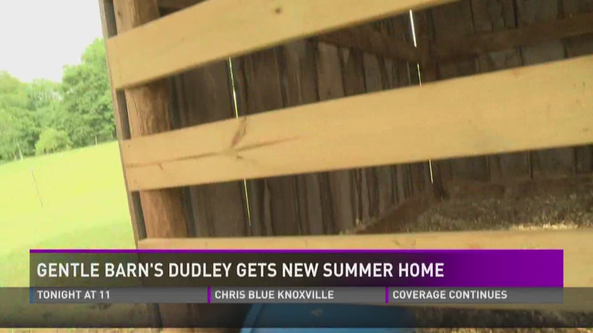 Dudley the Steer will soon have a new outdoor pen tailored to his disability.
