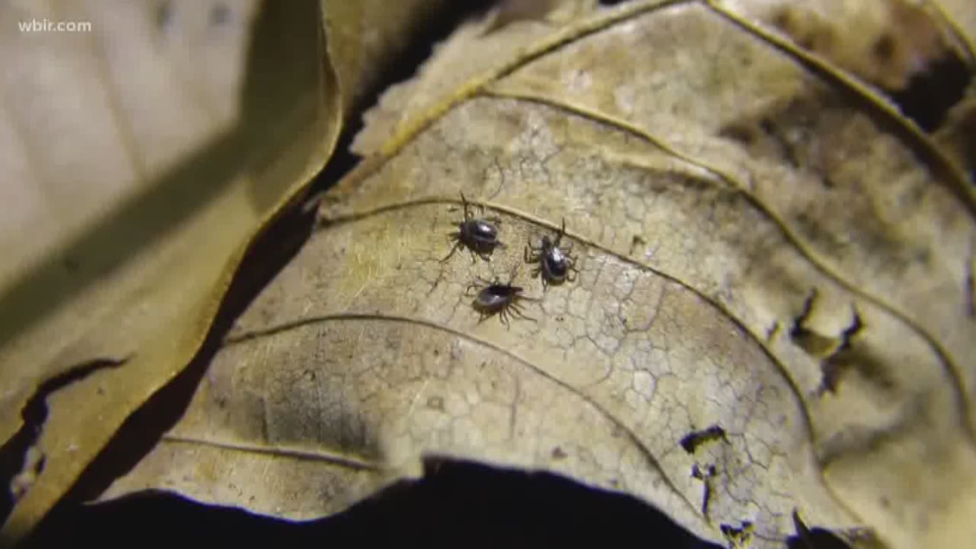 Whether you're hiking in the Smoky Mountains or just walking on the Knoxville Greenway, you could soon see many types of ticks outside but there are only certain ones you need to be on the lookout for this spring in East Tennessee.