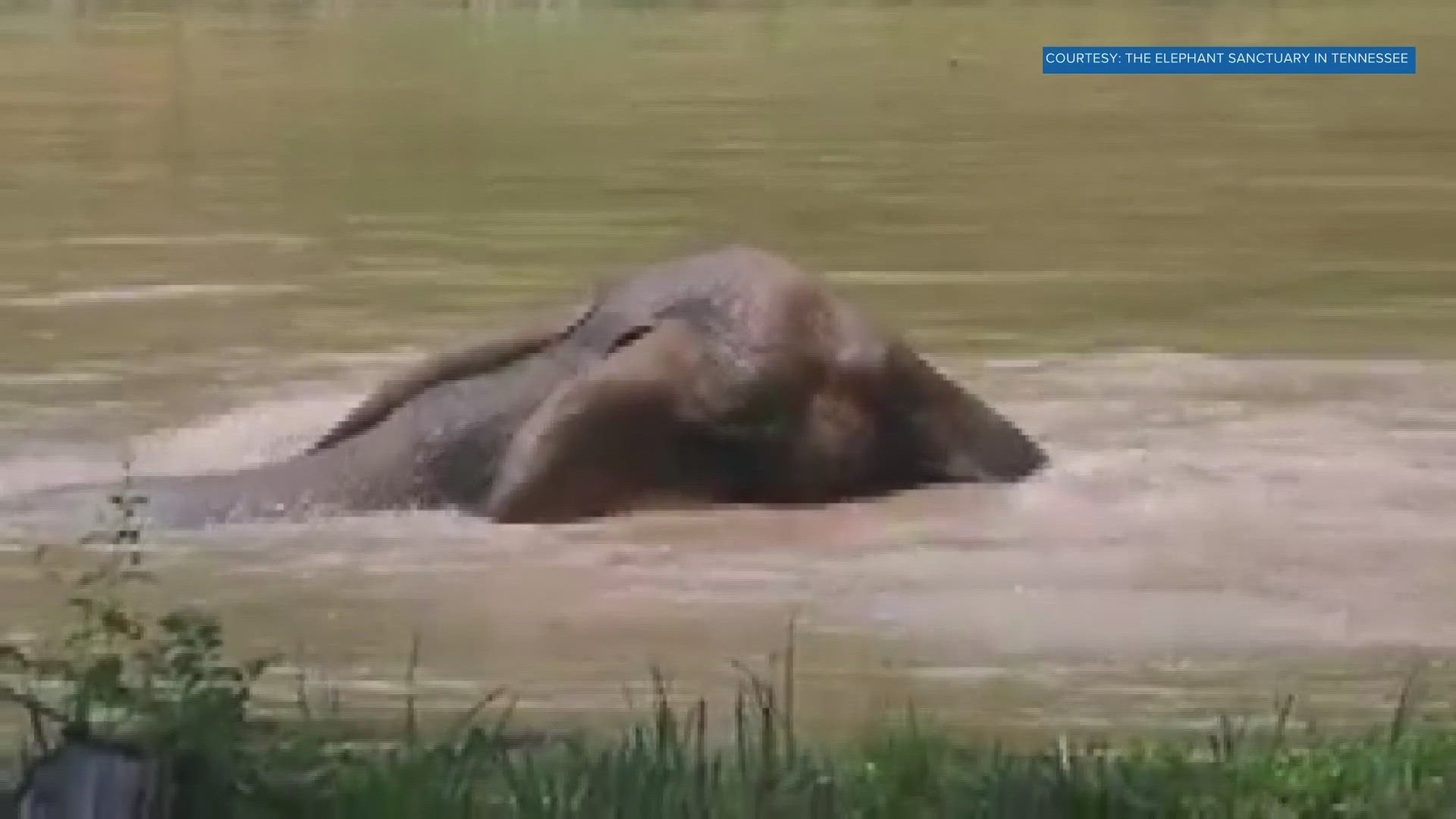 Jana the Elephant is currently living at the Elephant Sanctuary in middle Tennessee.