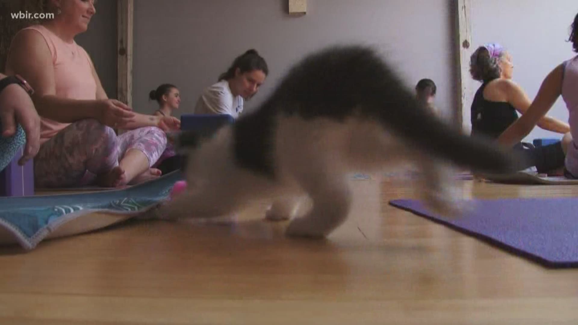 No Downward Dog Poses Here Knoxville Studio Hosts Kitten Yoga Class Wbir Com