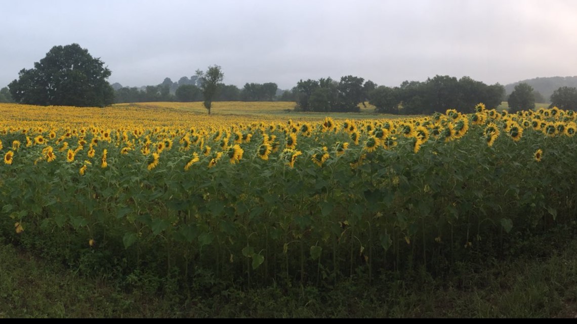 Sunflowers are blooming in South Knoxville; here's a 360 sneak peek