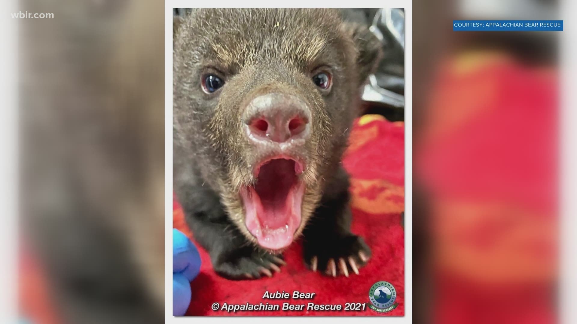 Mama Bear and Cub Moved to the Safety of Texas Sanctuary