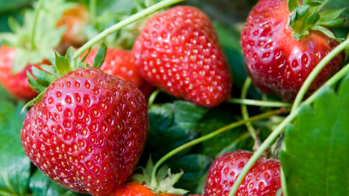 East Tennessee farmers are ready to sell you the sweetest strawberries