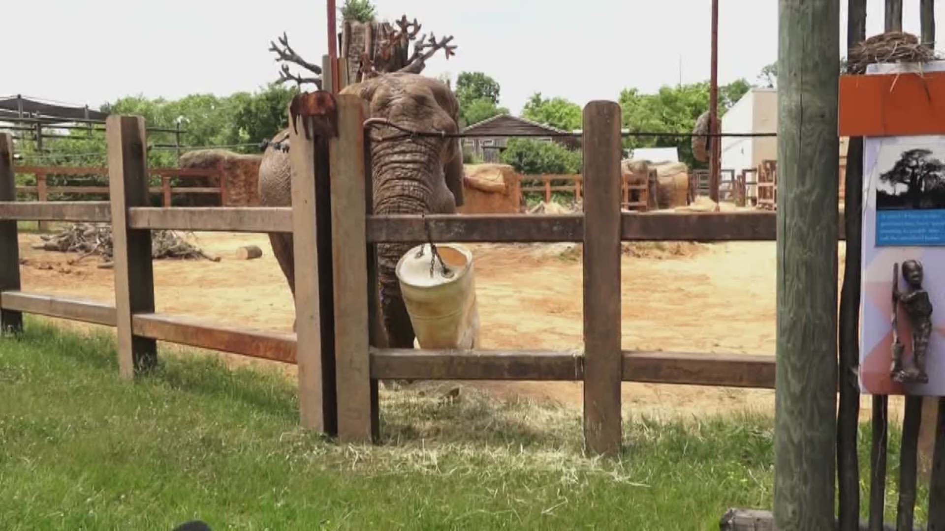 Zoo Knoxville wants your freshly cut trees and shrubs! The zoo is asking for donations from anyone with cut trees that have not been sprayed with pesticides.