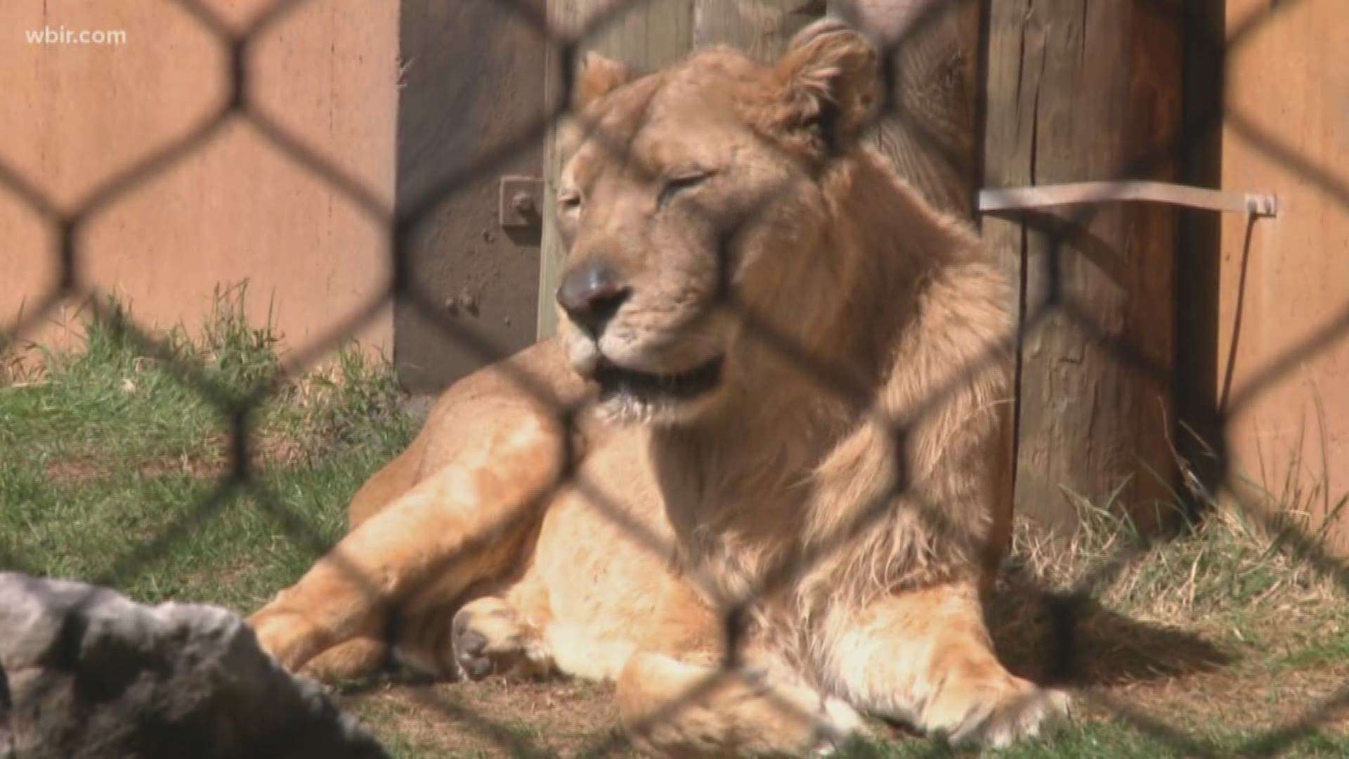 A female lion at Zoo Knoxville has a mane due to hormones. It is not often seen in the wild.