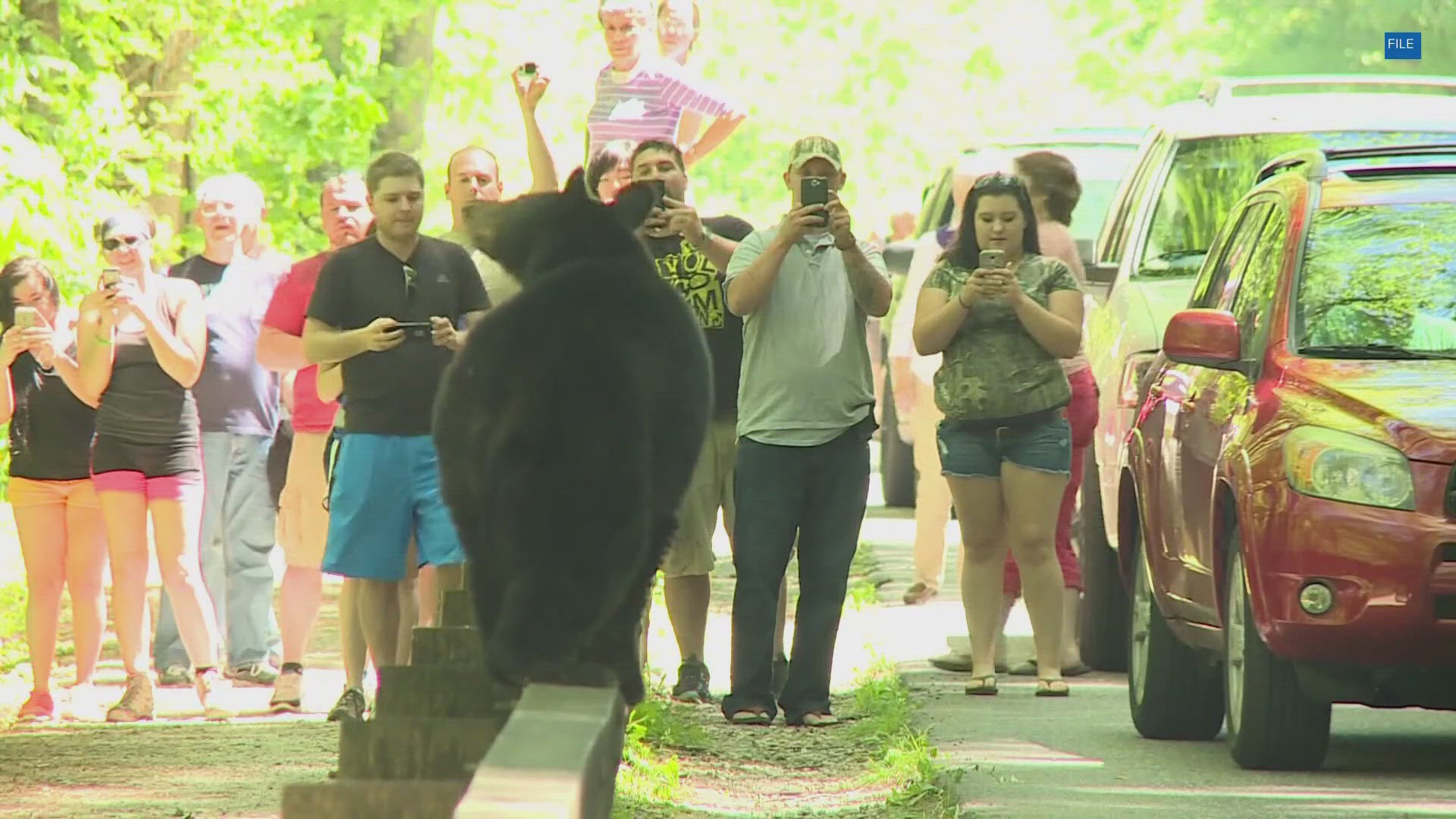 A confrontation between hikers and what they call an "aggressive bear" is a key concern for rangers on the North Carolina side of the Smoky Mountains.