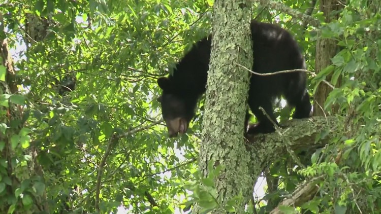 Black bear sightings increase across Smokies