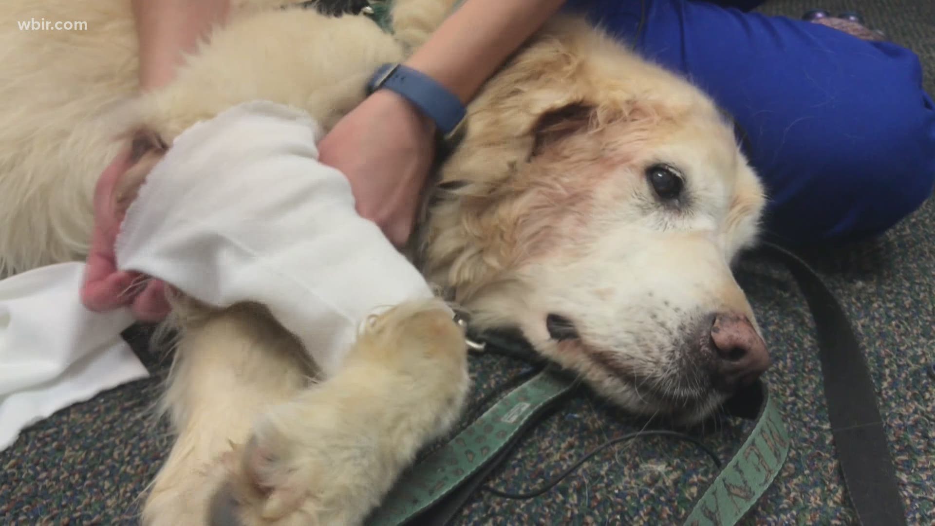 Jessica Montoya with the UT College of Veterinary Medicine said many dogs, particularly larger dogs, develop these elbow sores, and it can be very uncomfortable.