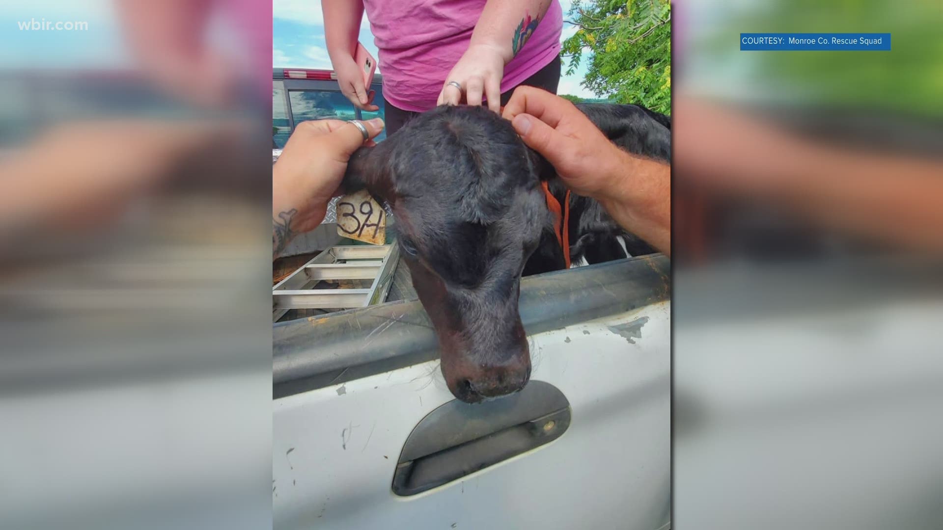 On Facebook, the rescue squad says the calf was found near a hole in Sweetwater that was about 200 feet down.