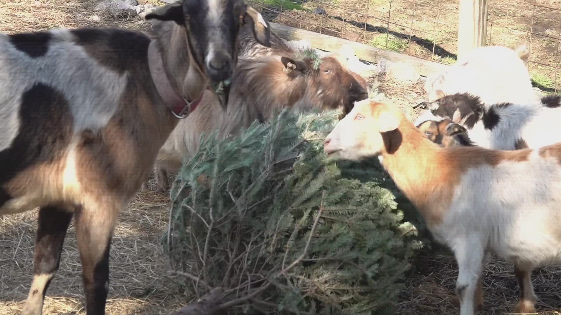 Zoo directors said the trees offer different smells and textures. And if they don't eat it, they'll play with it.